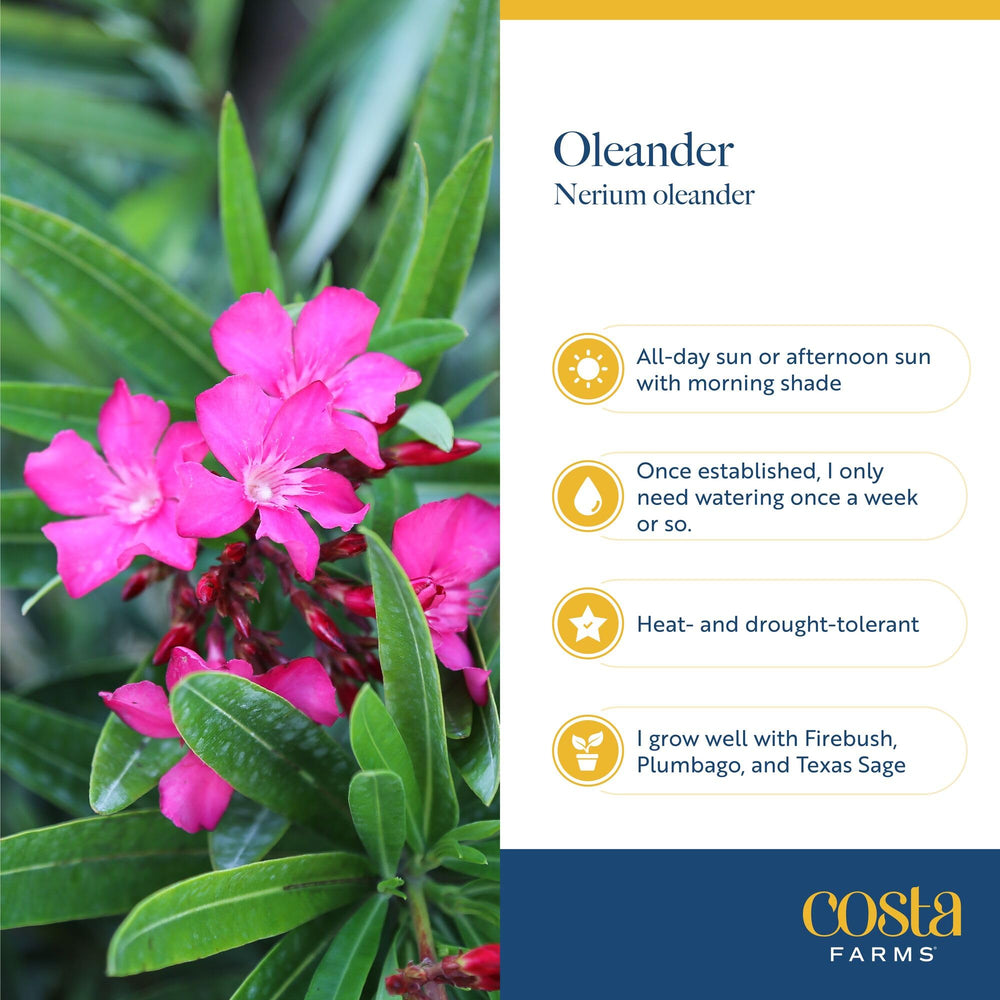 Costa Farms oleander held by hand to show scale and easy transplant size