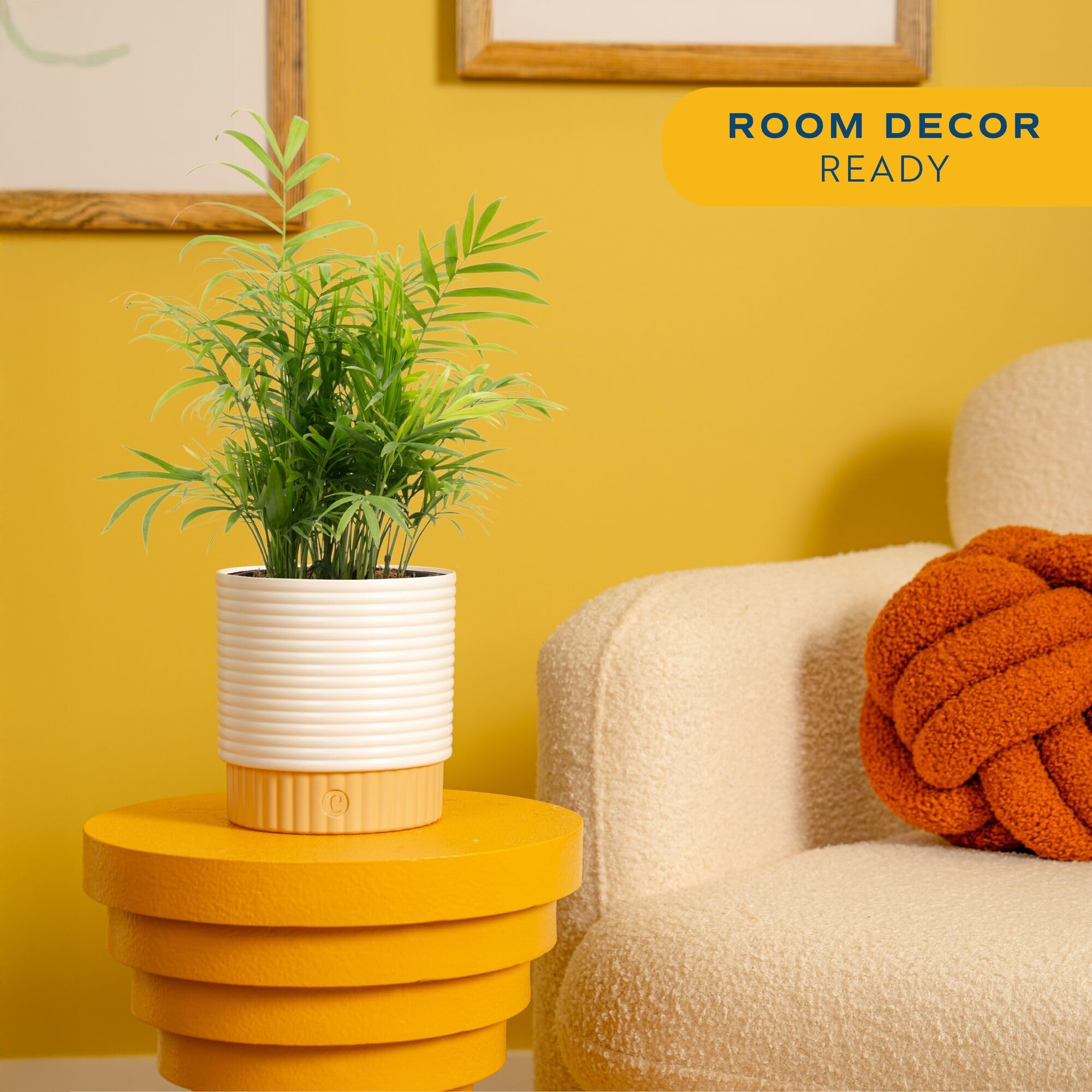 Costa Farms Parlor Palm close-up of fronds highlighting texture and freshness
