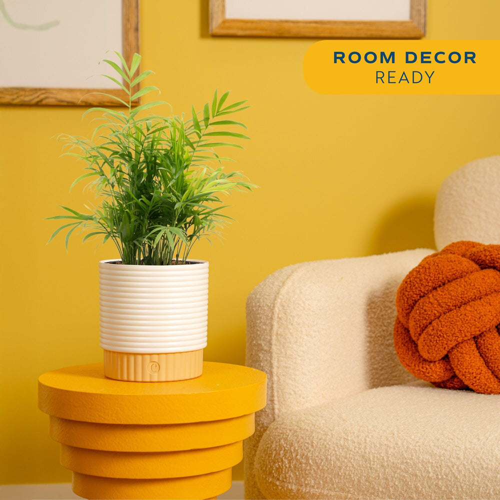 Costa Farms Parlor Palm close-up of fronds highlighting texture and freshness