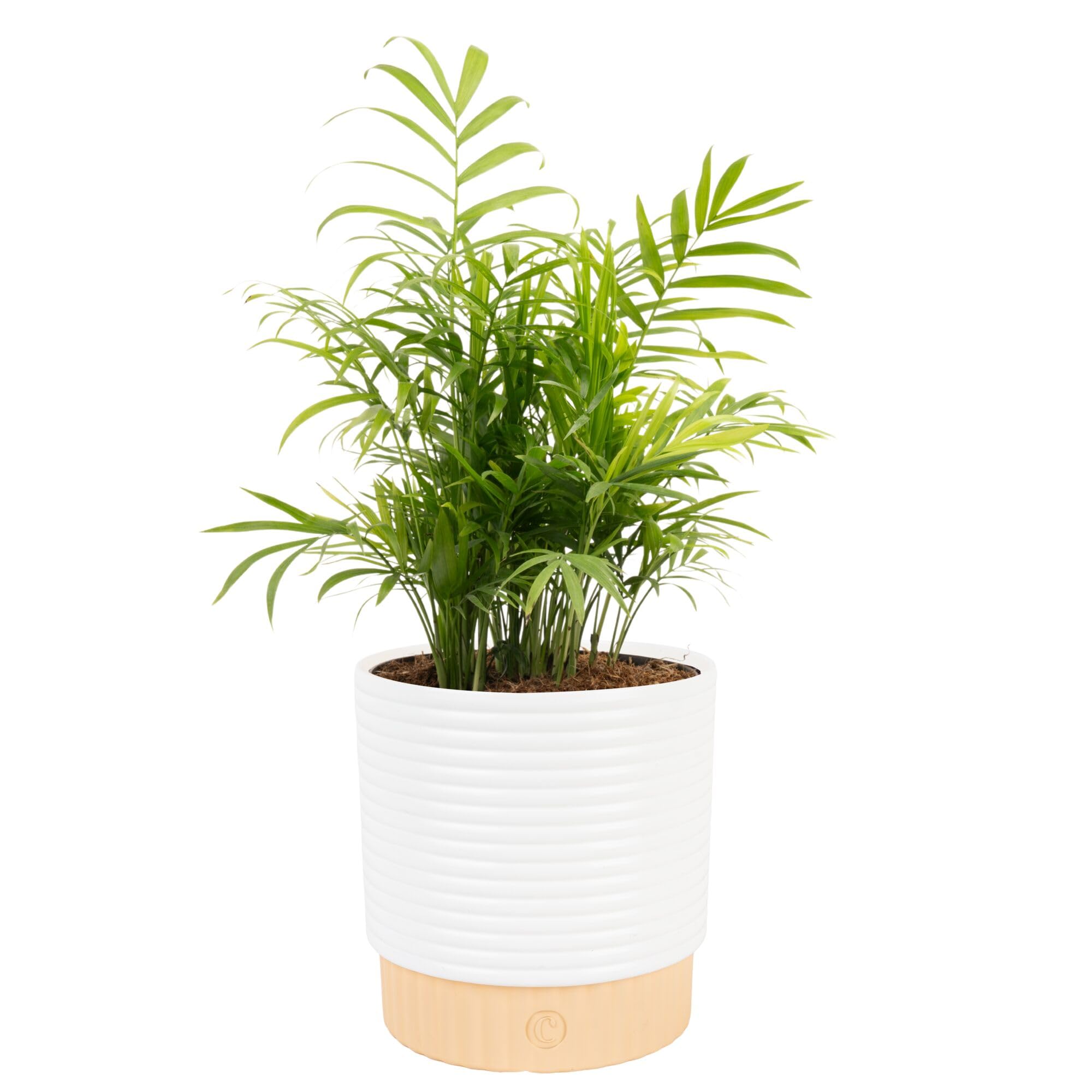 Costa Farms Parlor Palm front view showing lush fronds and decor appeal