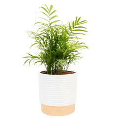 Costa Farms Parlor Palm front view showing lush fronds and decor appeal