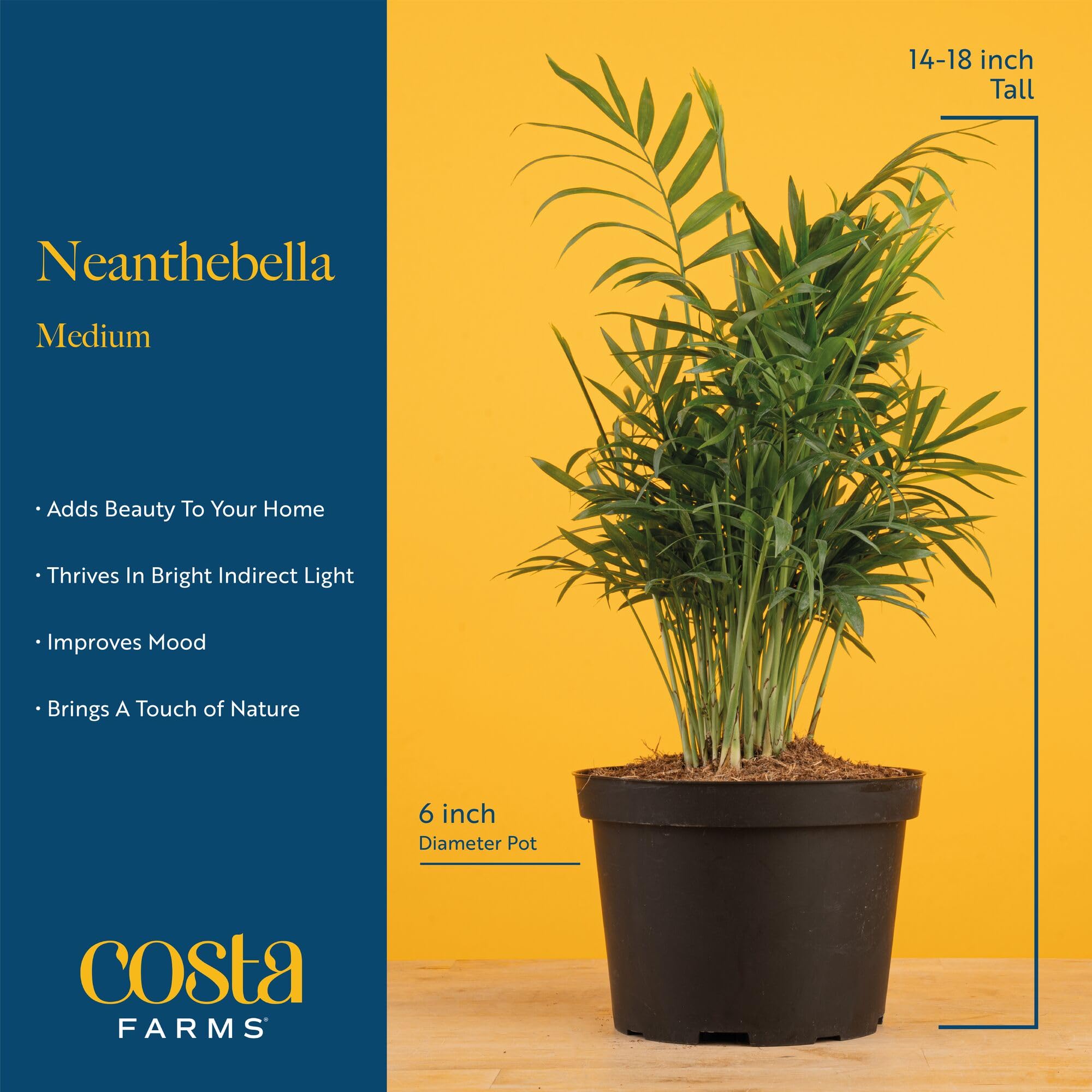 Costa Farms Parlor Palm styled on desk adding calm and greenery to workspace