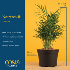 Costa Farms Parlor Palm styled on desk adding calm and greenery to workspace