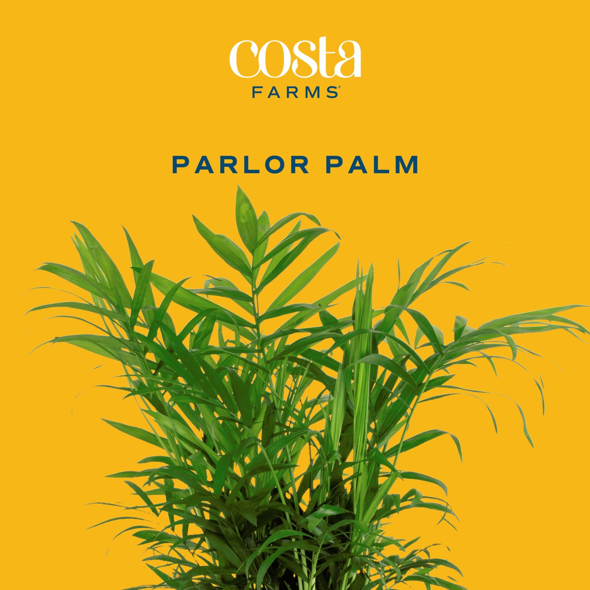 Costa Farms Parlor Palm top-down planter view showing neat presentation