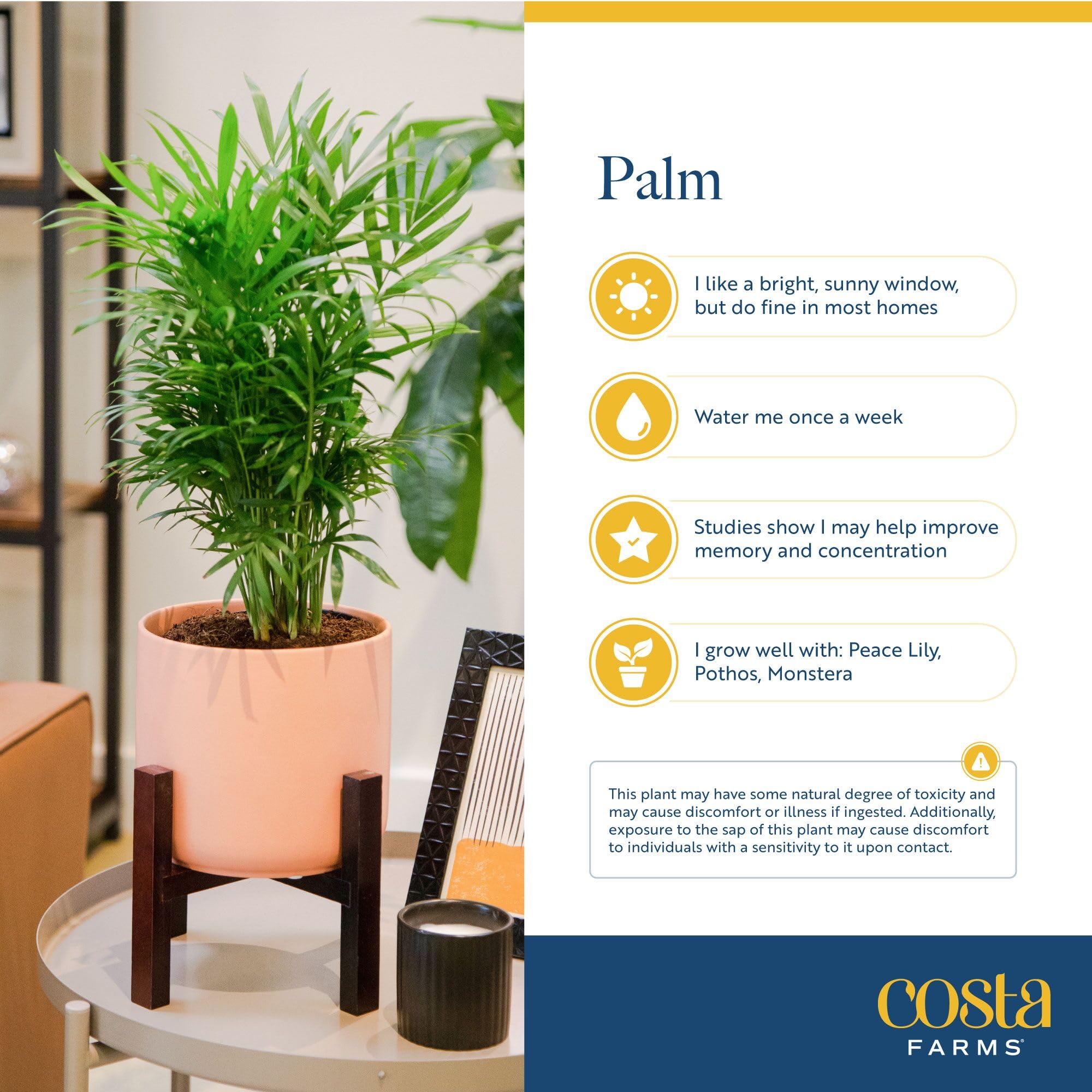Costa Farms Parlor Palm during repotting demonstrating easy-care steps