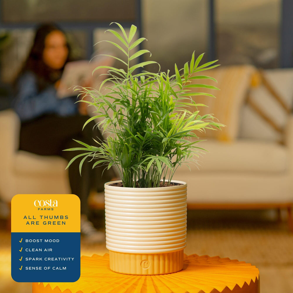 Costa Farms Parlor Palm held in hand to show shipping height and scale