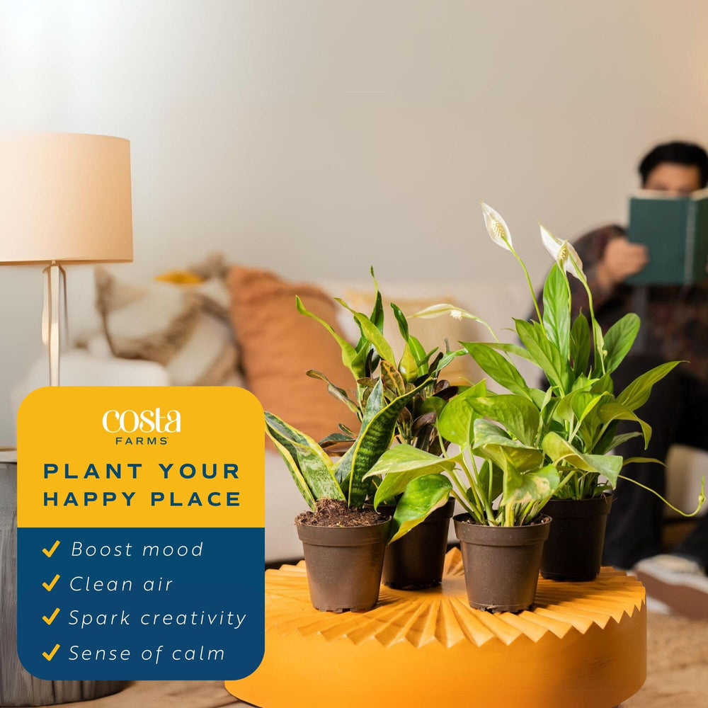 Costa Farms Peace Lily bloom with glossy leaves adds elegant indoor appeal