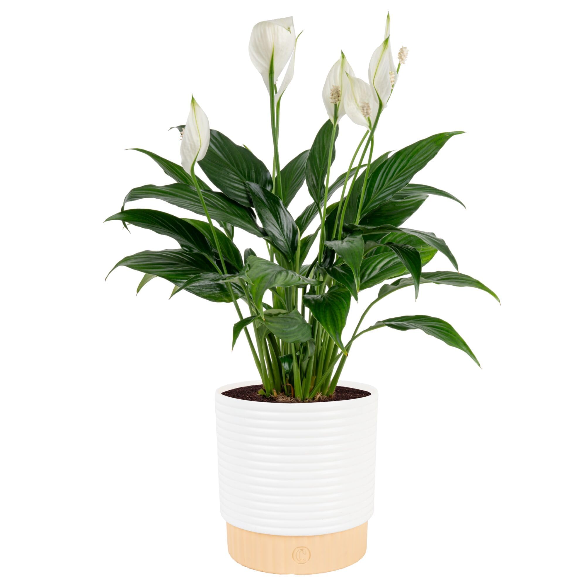 Costa Farms Peace Lily front view showing full plant and white blooms for elegant decor
