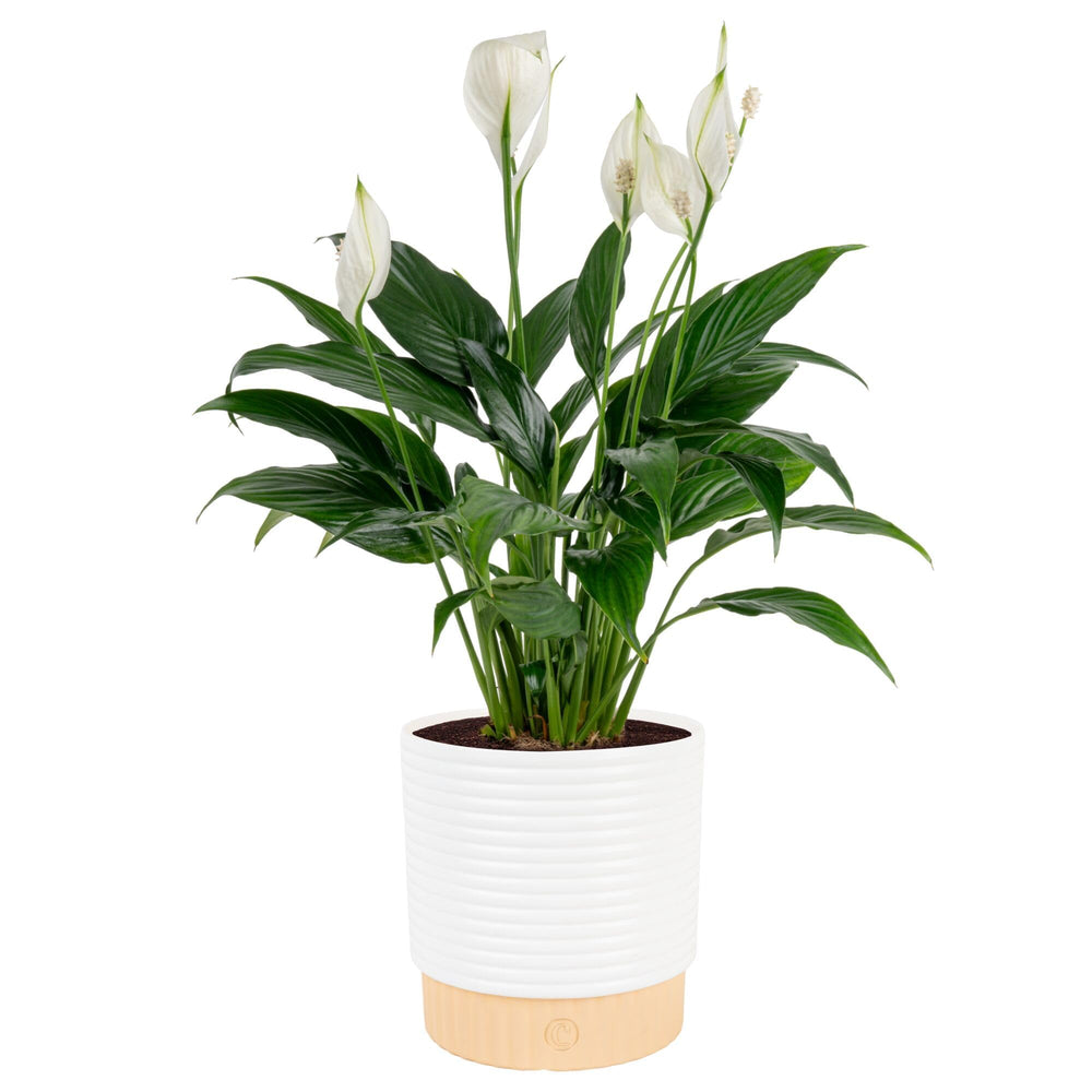 Costa Farms Peace Lily front view showing full plant and white blooms for elegant decor
