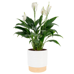 Costa Farms Peace Lily front view showing full plant and white blooms for elegant decor
