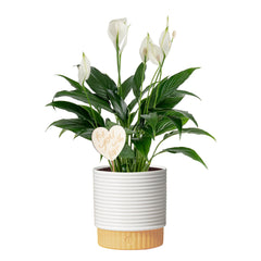 Costa Farms front view of potted Peace Lily showing glossy leaves and white blooms