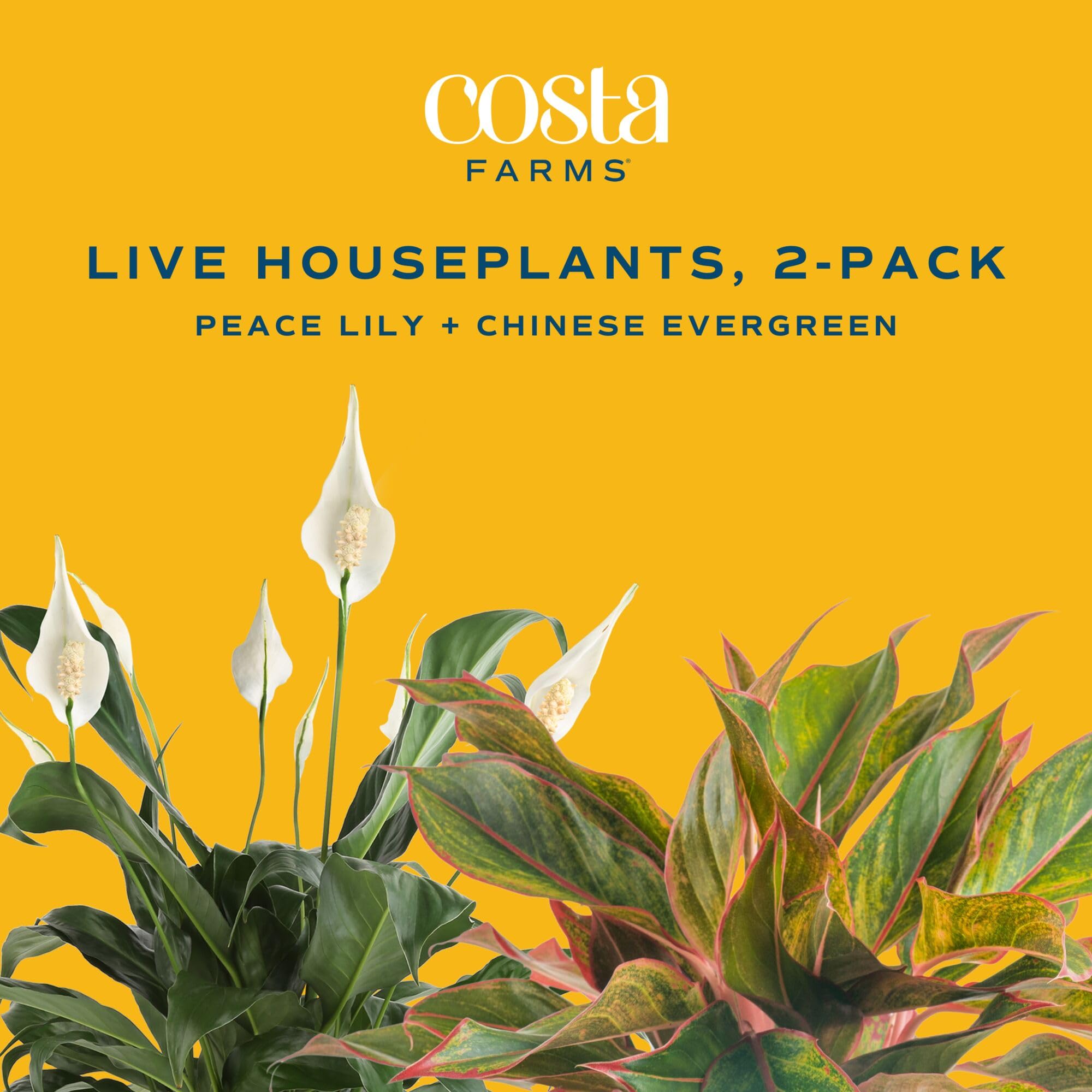 Costa Farms Peace Lily glossy leaf detail showing healthy foliage and vibrant green color.