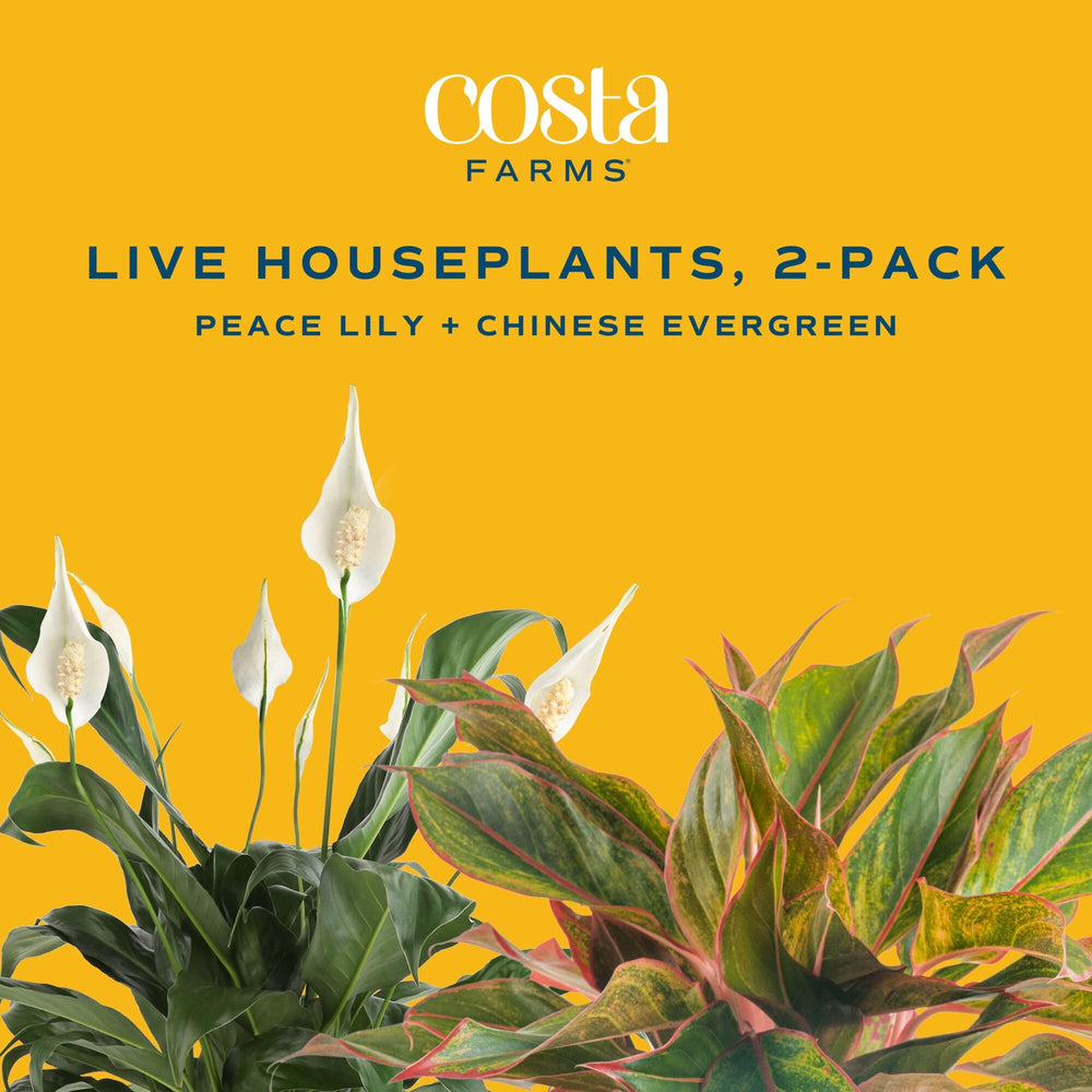 Costa Farms Peace Lily glossy leaf detail showing healthy foliage and vibrant green color.
