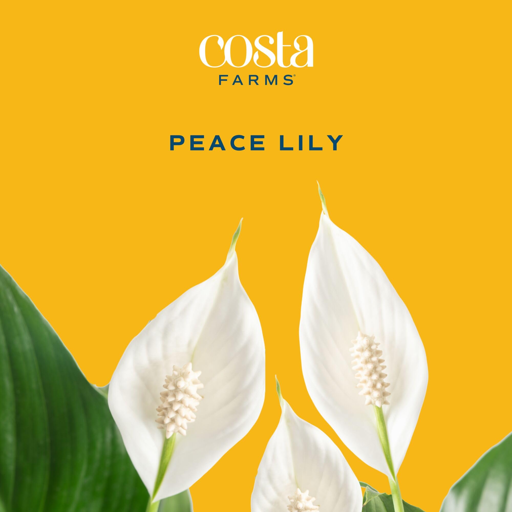 Costa Farms Peace Lily glossy green leaf detail showcasing healthy foliage benefit