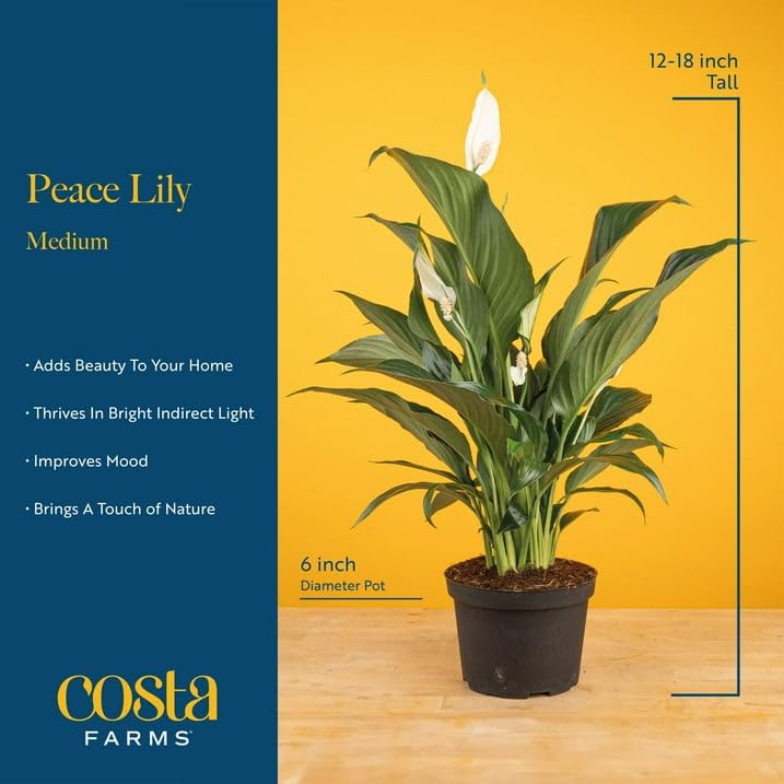 Costa Farms detailed leaf texture showing healthy green foliage and visual depth