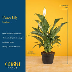 Costa Farms detailed leaf texture showing healthy green foliage and visual depth