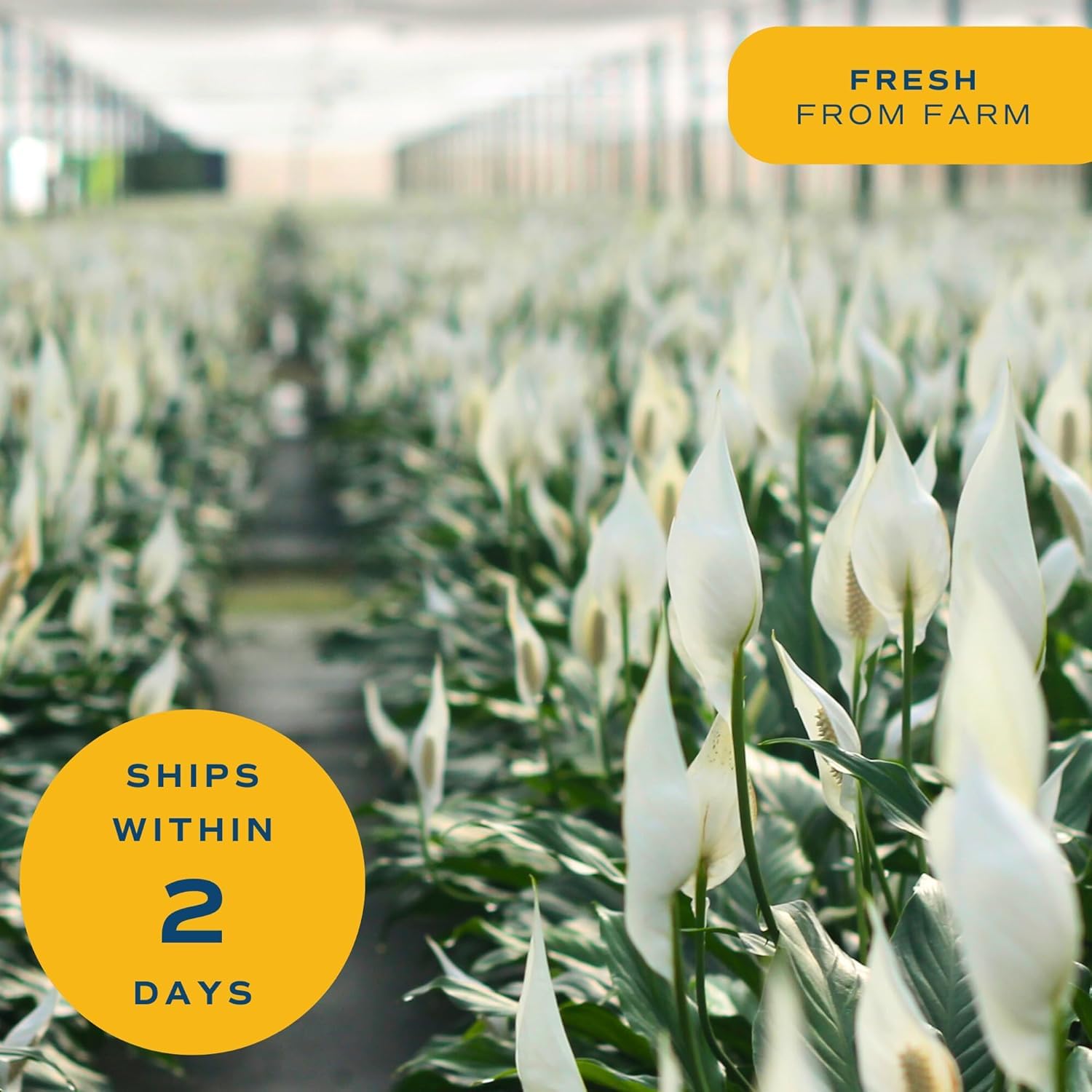 Costa Farms secure packaging showing plant wrapped and protected for shipping