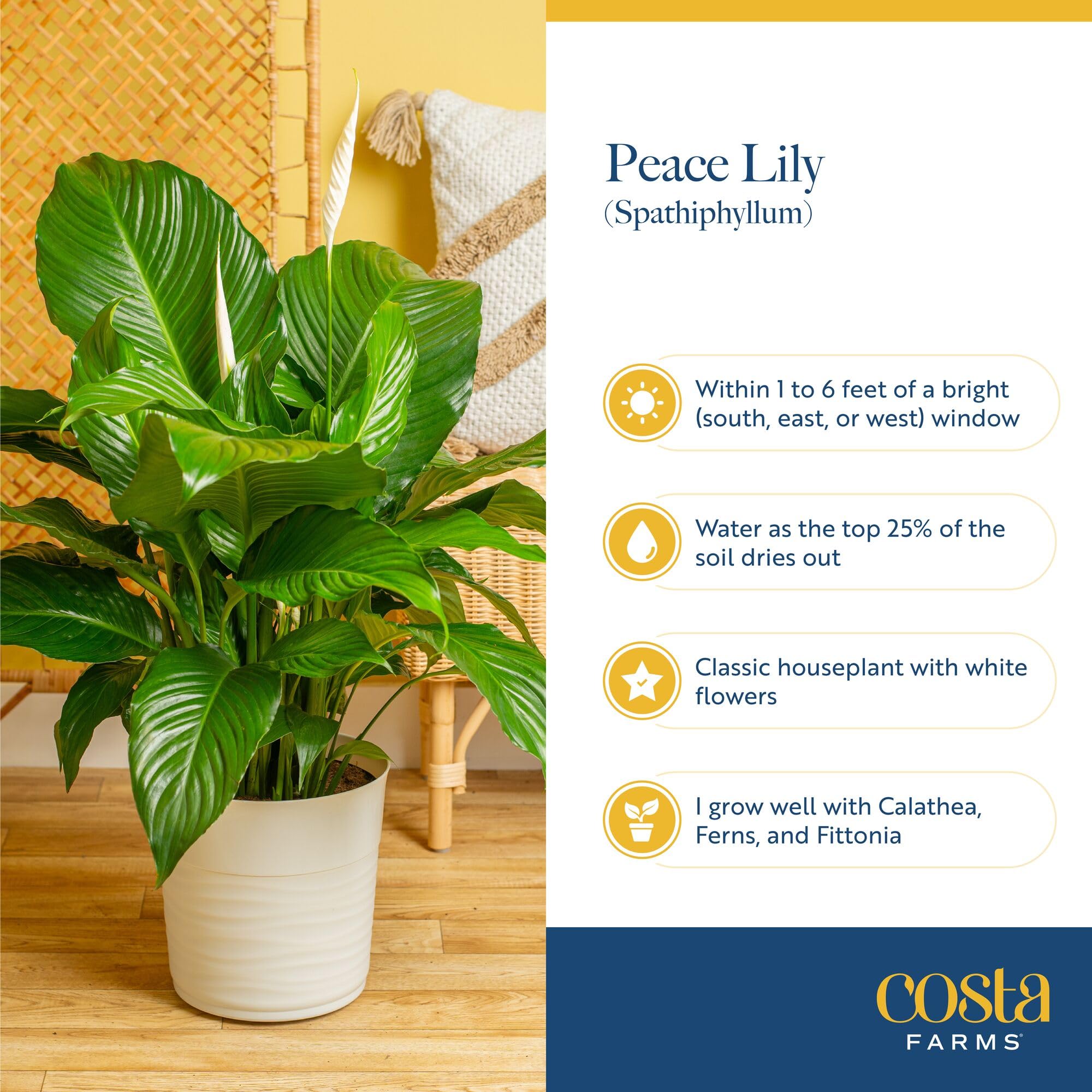 Costa Farms Peace Lily styled in living room offering serene decor and air quality boost.