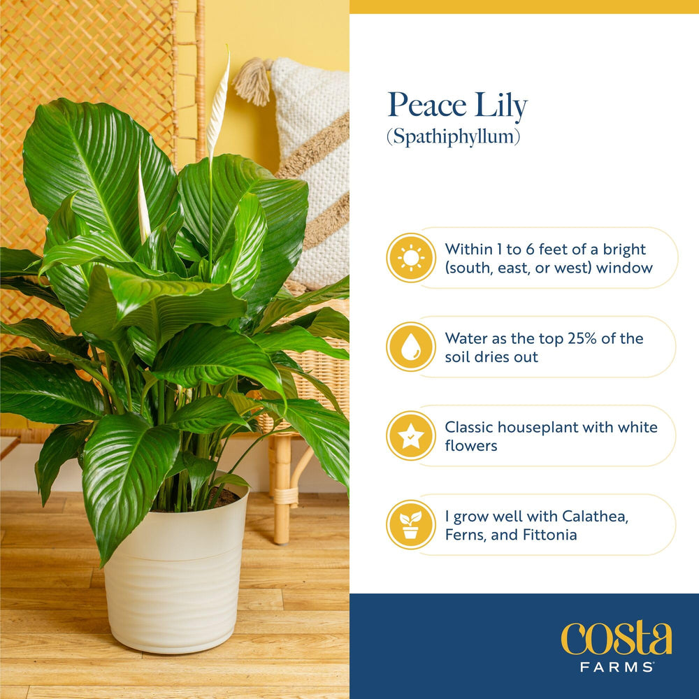 Costa Farms Peace Lily next to a ruler for scale indicating 14–24 inch height
