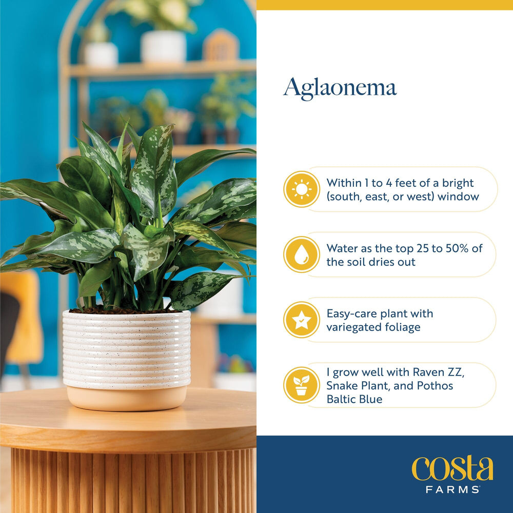Costa Farms Peace Lily next to ruler showing size options and space planning aid.