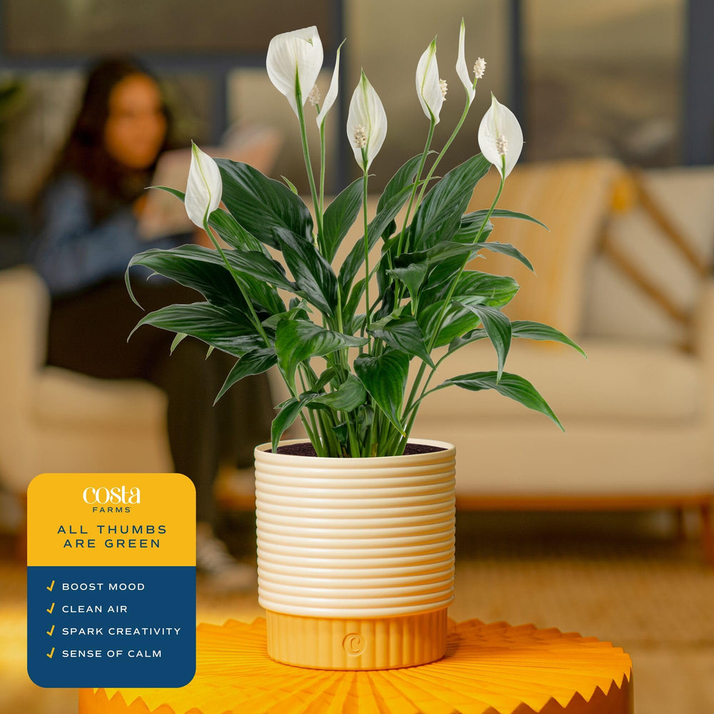 Costa Farms Peace Lily styled on a tabletop adding calm, fresh atmosphere