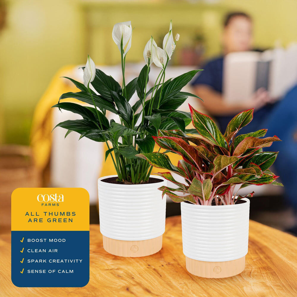 Costa Farms Peace Lily with wick-and-grow self-watering system demonstrating easy care.