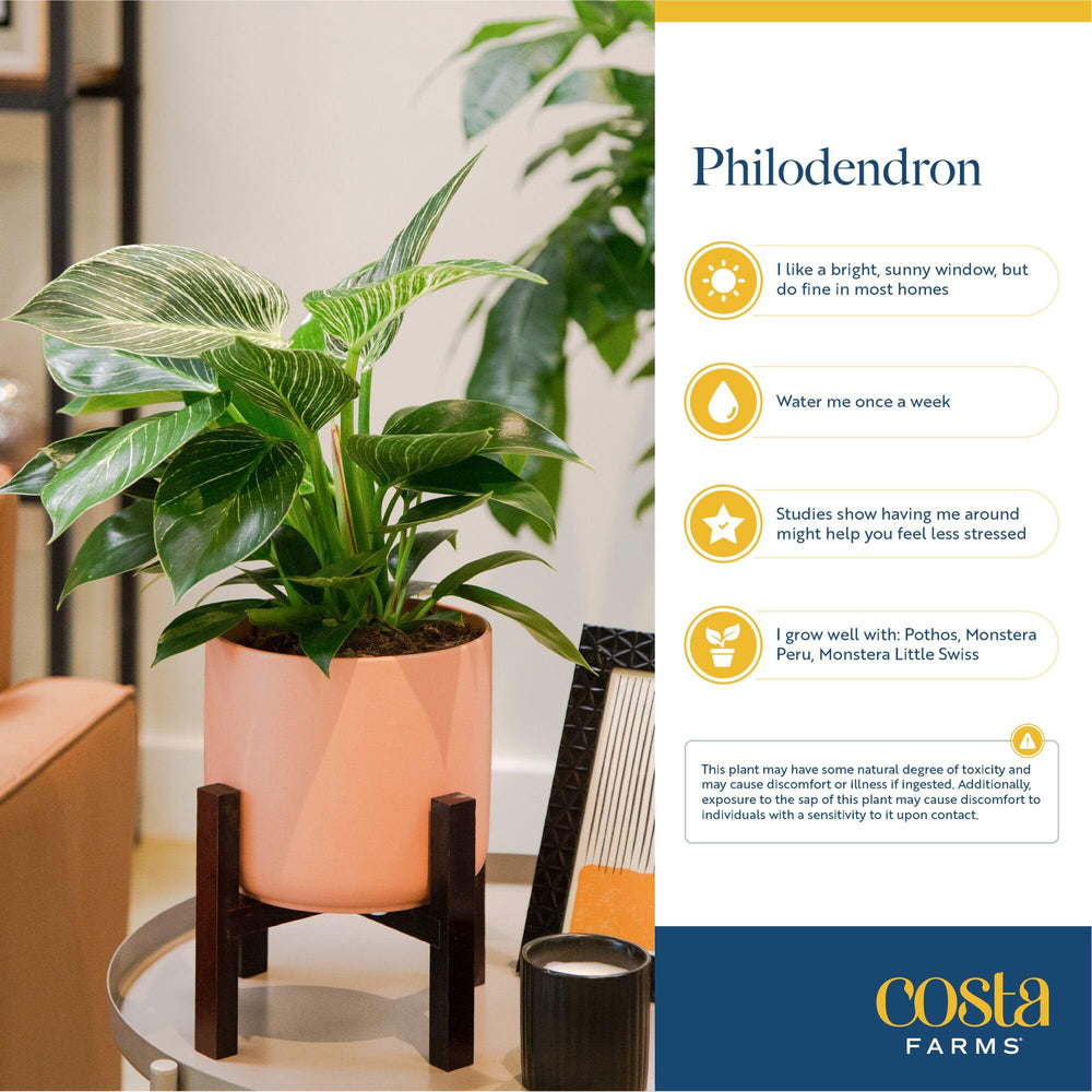 Costa Farms Pink Princess staged on tabletop demonstrating decorative impact