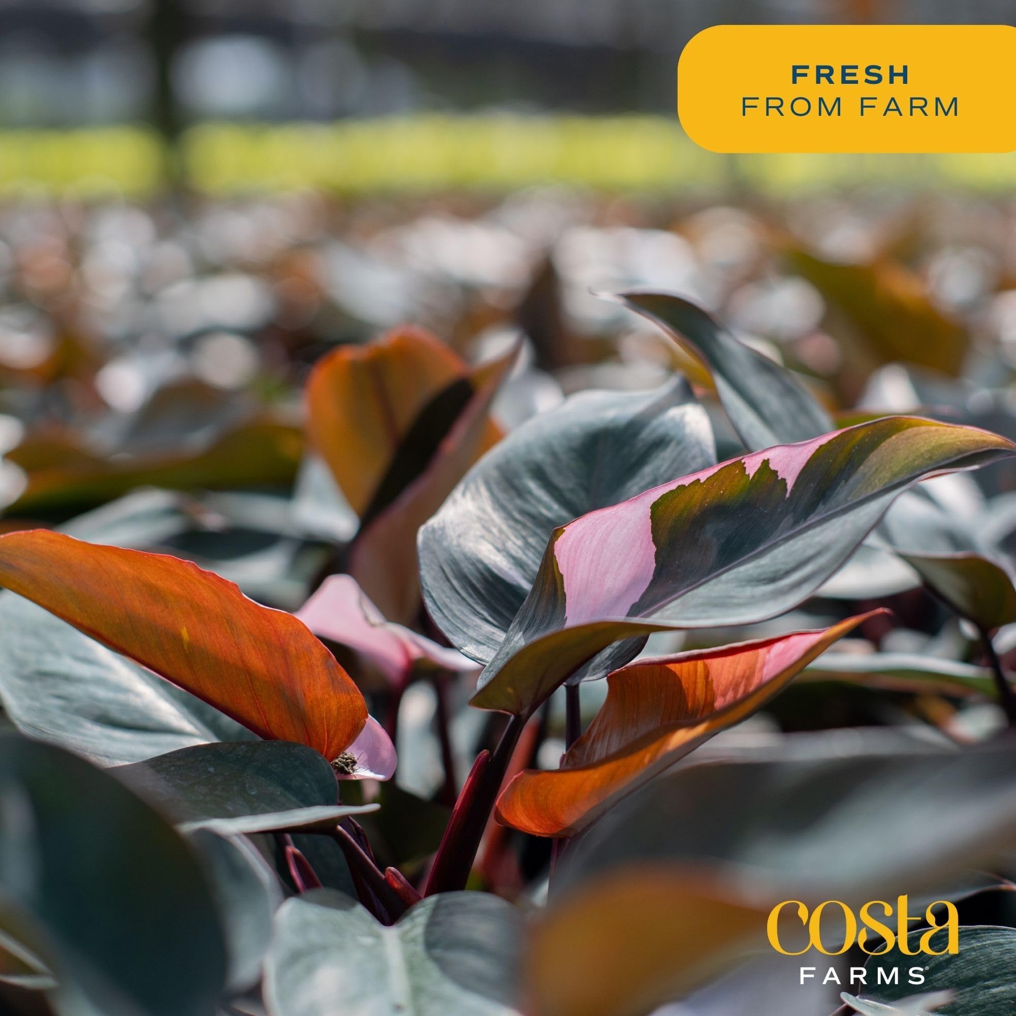 Costa Farms Pink Princess arrival packaging demonstrating safe delivery protection