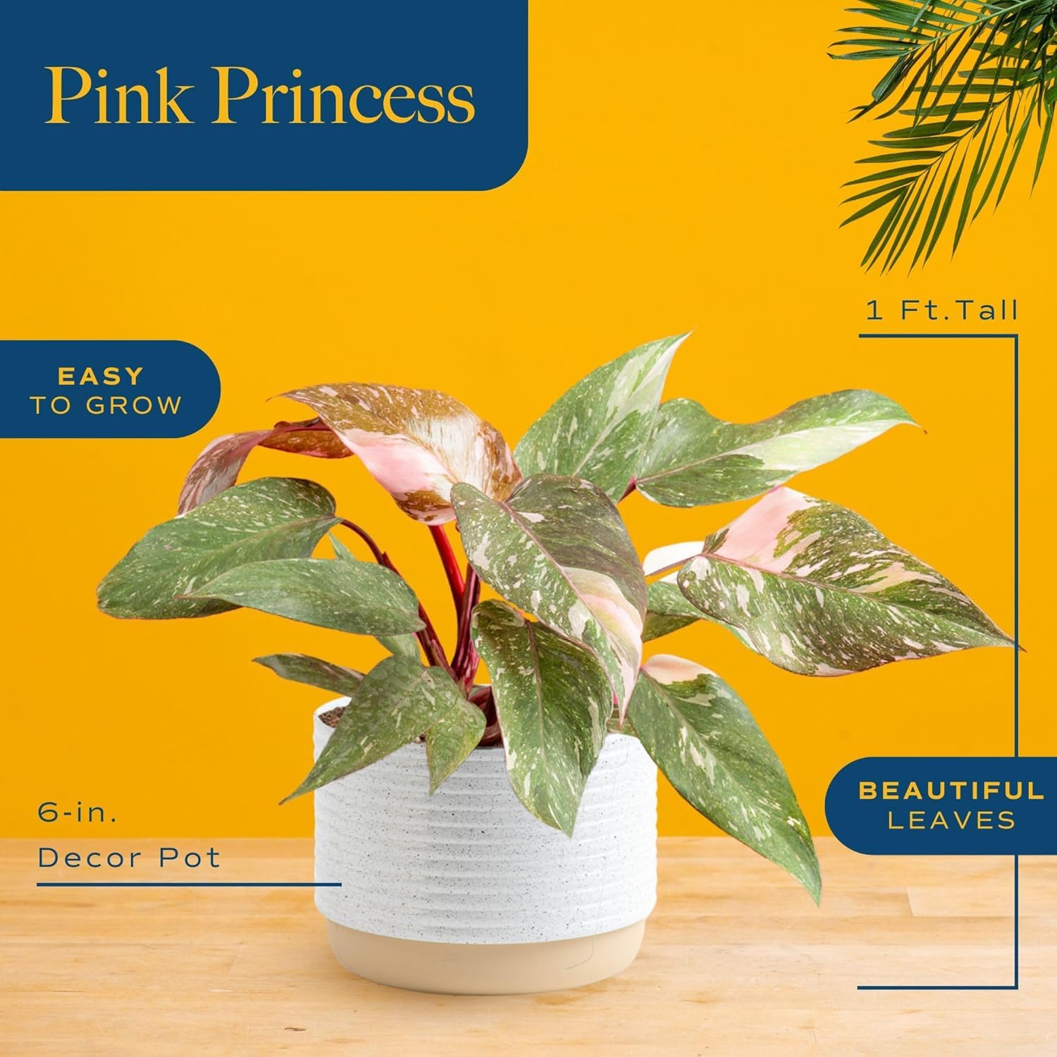Costa Farms Pink Princess side profile illustrating full foliage and pot fit