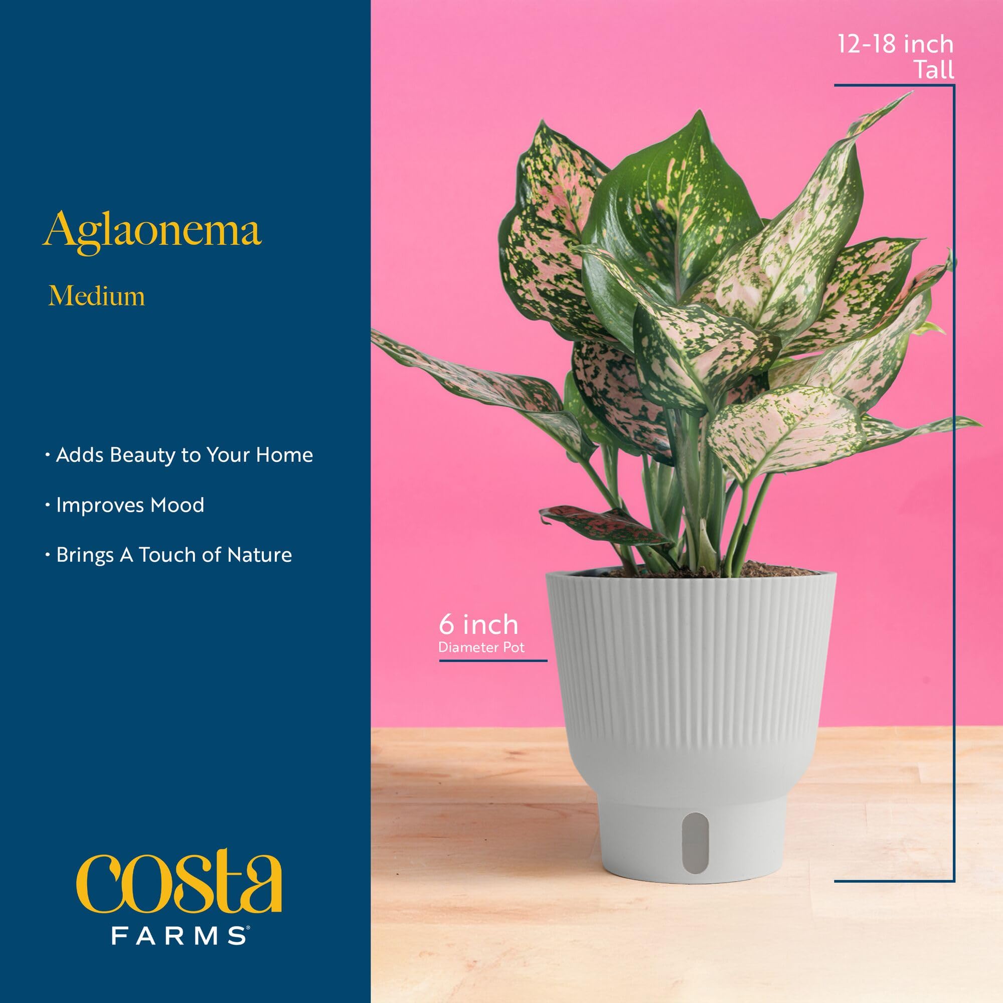 Costa Farms side angle of plant in 6-inch white composite planter illustrating display-ready look
