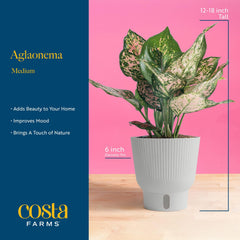 Costa Farms side angle of plant in 6-inch white composite planter illustrating display-ready look