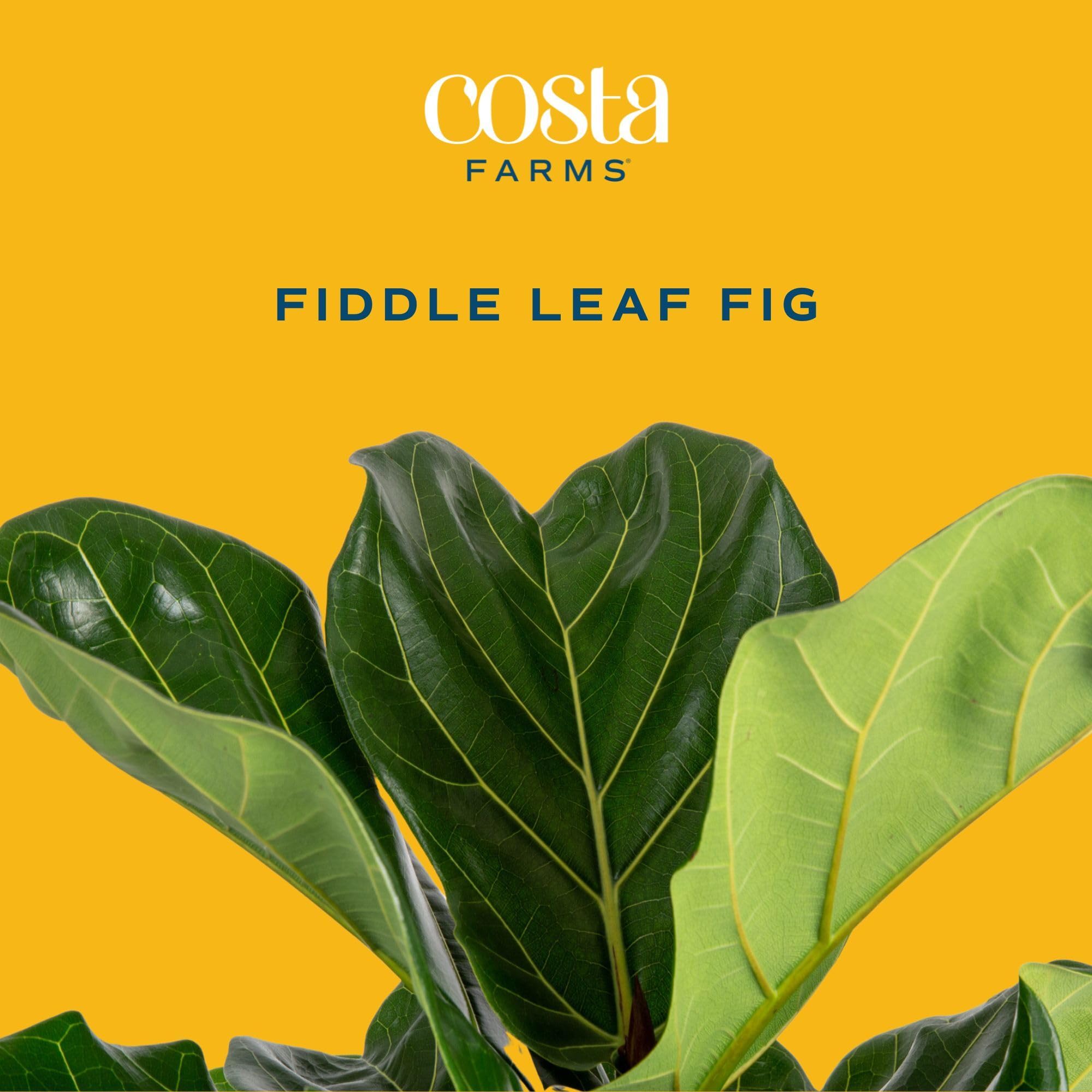 Costa Farms white 6-inch terra cotta pot detail showing neat decorative container