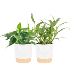 Costa Farms vistas frontales del paquete con dos pothos listos para decorar