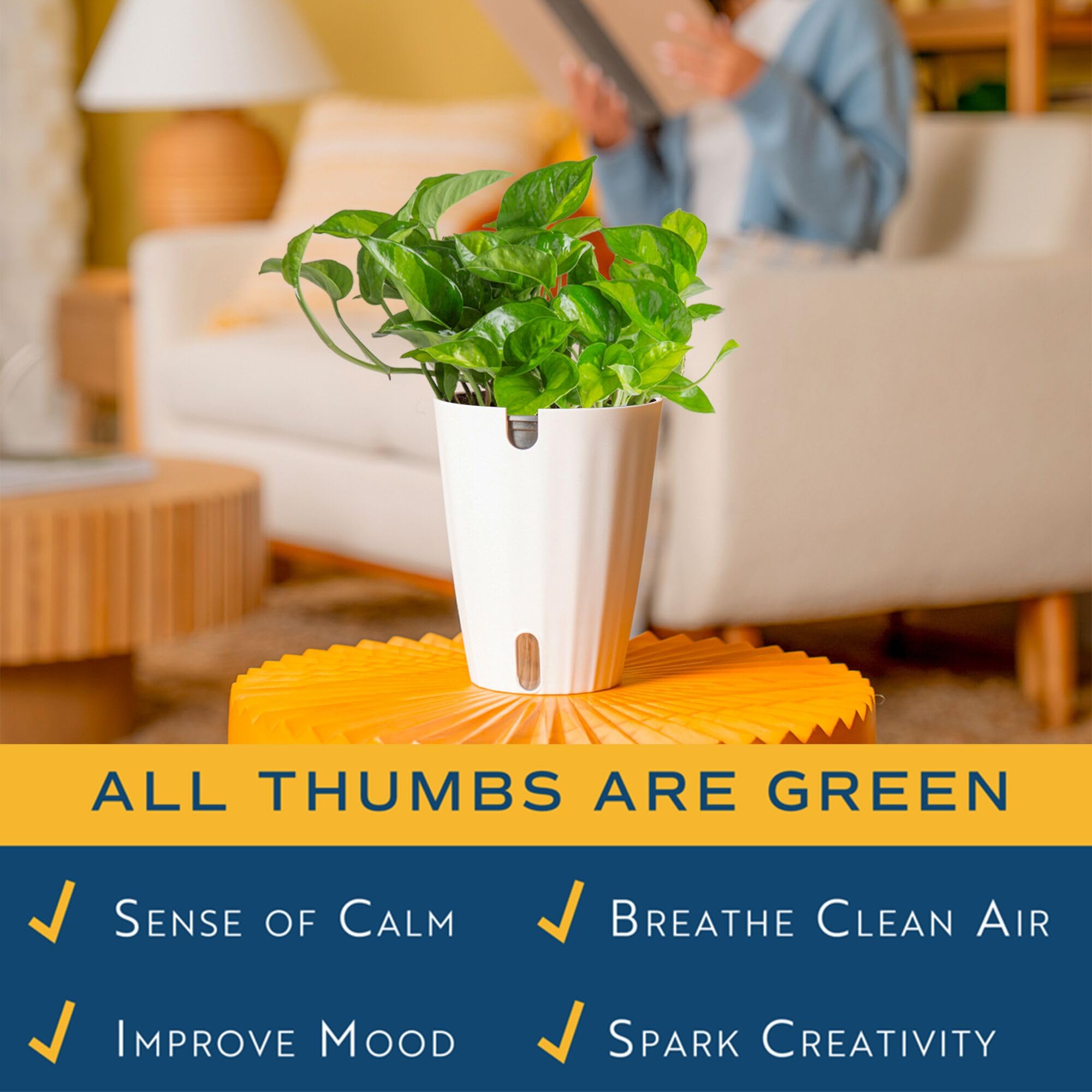 Costa Farms pothos in hanging planter demonstrating cascading vines and space-saving display