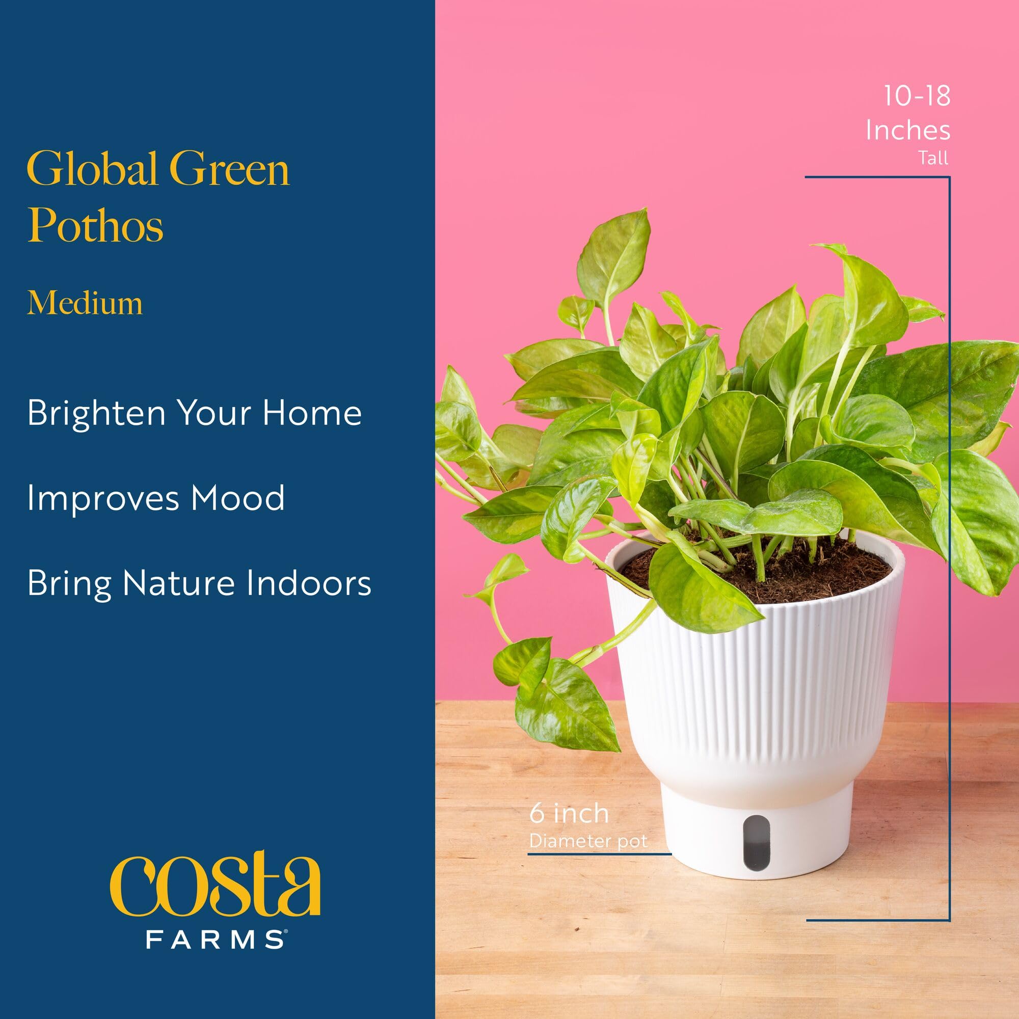 Costa Farms trailing pothos styled on a shelf adding lush vertical interest and decor contrast