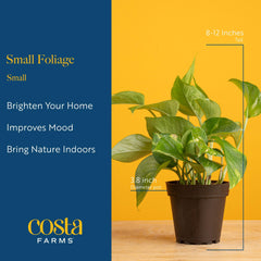 Costa Farms Golden Pothos trailing stem close-up highlights cascading growth