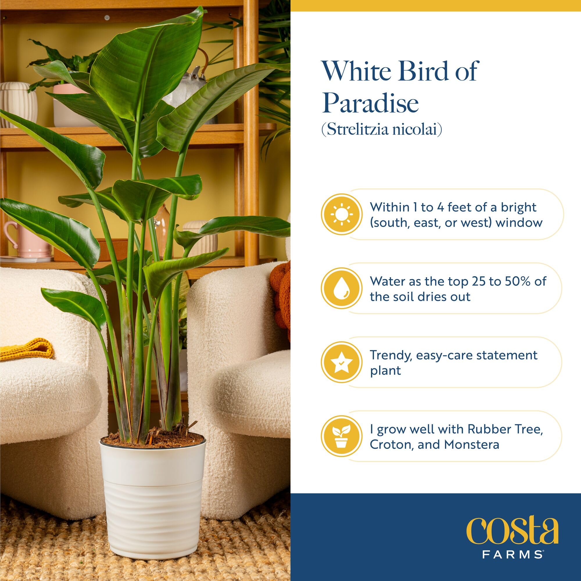 Costa Farms protective packaging securing plants for safe delivery benefit
