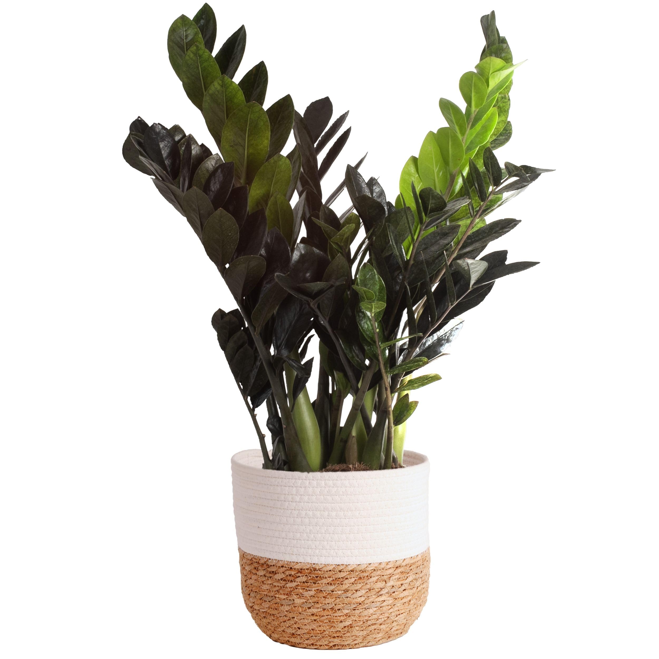 Costa Farms Raven ZZ front view showing glossy black foliage and sculptural form