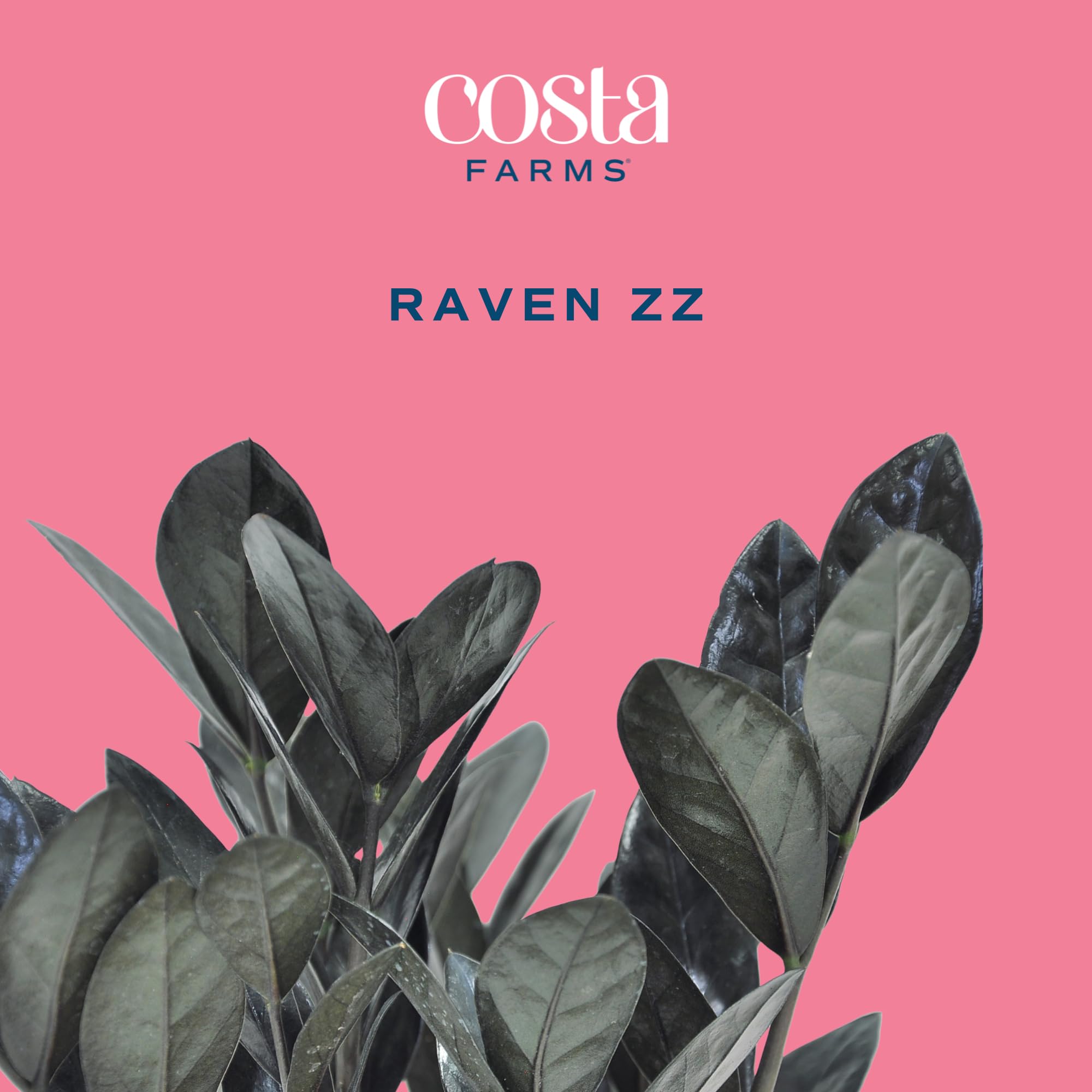 Costa Farms Raven ZZ close-up of a leaf highlighting rich color and healthy sheen