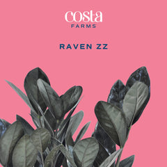 Costa Farms Raven ZZ close-up of a leaf highlighting rich color and healthy sheen