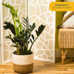 Costa Farms Raven ZZ leaf texture detail emphasizing robust, low-maintenance foliage