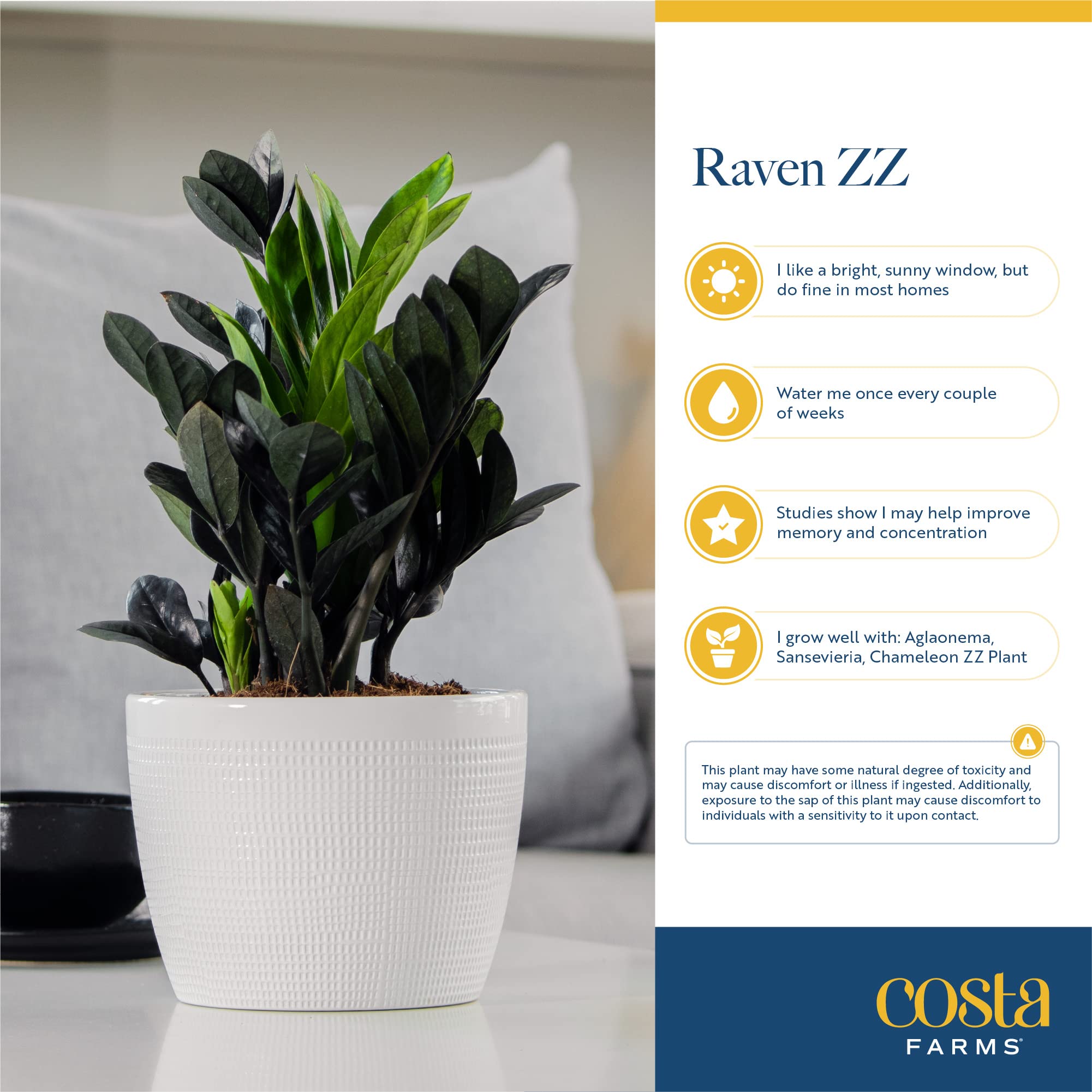Costa Farms Raven ZZ being watered to demonstrate simple care and correct amount