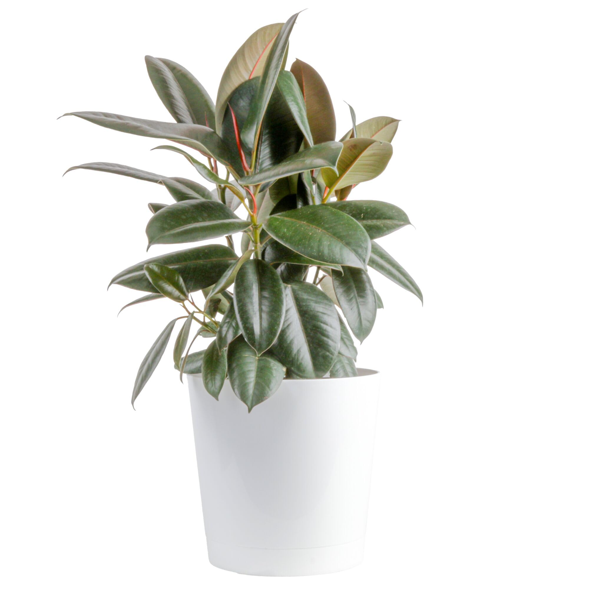 Costa Farms planta frontal mostrando hojas burgundy y presencia decorativa