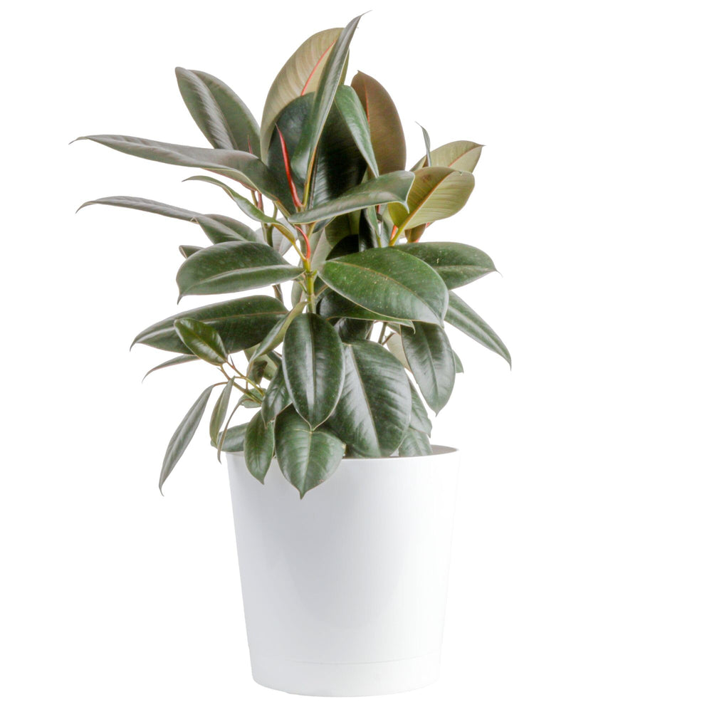 Costa Farms planta frontal mostrando hojas burgundy y presencia decorativa