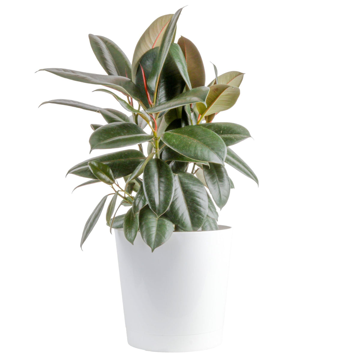 Costa Farms planta frontal mostrando hojas burgundy y presencia decorativa