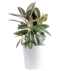 Costa Farms planta frontal mostrando hojas burgundy y presencia decorativa