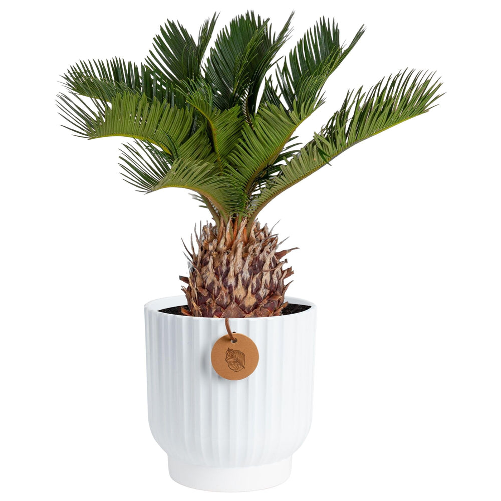 Costa Farms Sago Palm front view showing compact tropical decor benefit