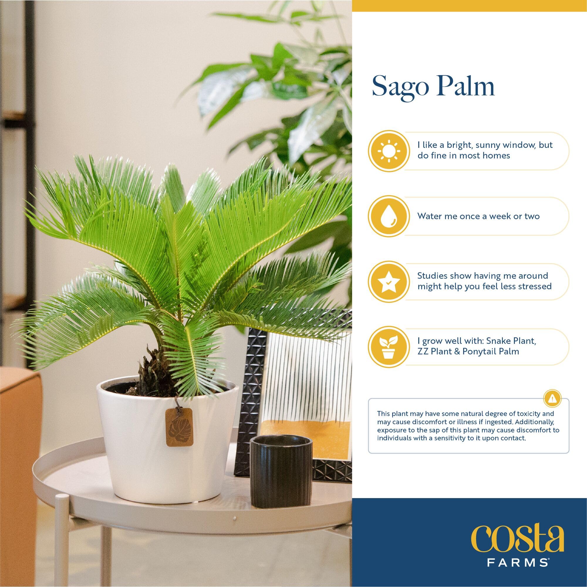 Costa Farms Sago Palm on a desk showing size and space-saving benefit