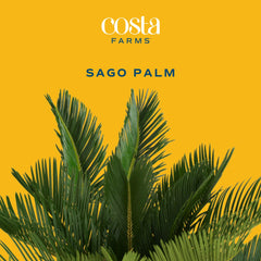 Costa Farms Sago Palm trunk detail showing sturdy base and durability benefit