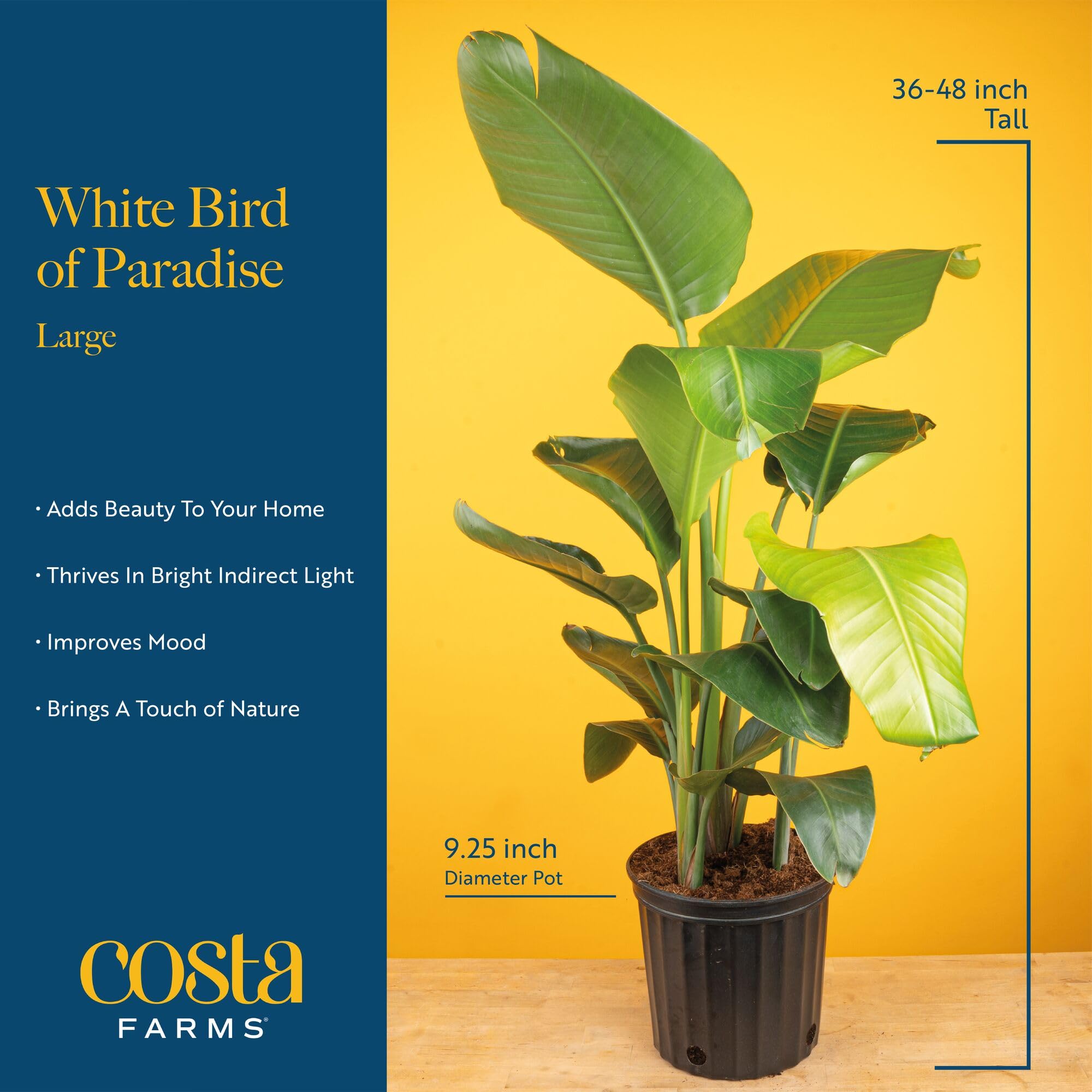 Costa Farms plants beside lounge chair to show size and room-scale benefit